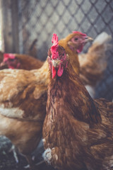 Chickens on the farm. Toned, style, color photo.