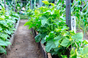 Young cucumbers in a small garden