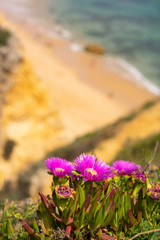 Marine flowers at the Algarve in Portugal. Bright blossom colors.
