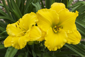 Yellow flowers of the daylily closeup