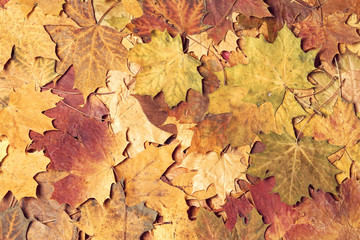 Naklejka na ściany i meble Autumn leaves in forest. Seasonal background.