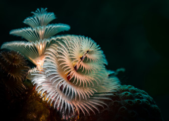 Fototapeta na wymiar Christmas tree worms (Spirobranchus giganteus), Bonaire, Netherlands Antilles