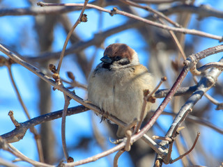 A sparrow on a bare branch of a tree