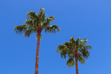 Palma © Agooshi - A. Gryzik