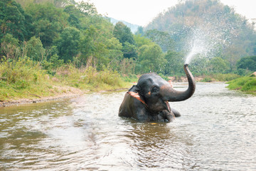 Fototapeta na wymiar Thai elephant Daily bath and sprayed water in nature wild
