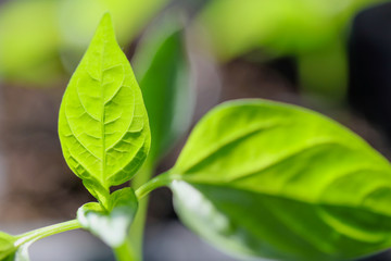 Green leaves of young pepper sprout