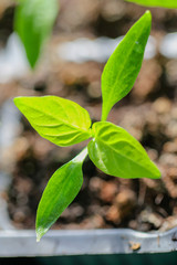 Green leaves of young pepper sprout