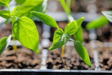 Green leaves of young pepper sprout