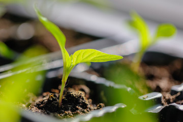Green leaves of young pepper sprout