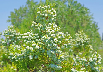 many Beautiful cones
