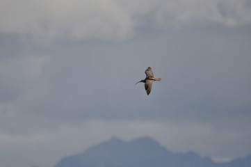 Brachvogel