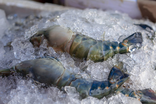 Image of frozen shrimp in the market, Thailand