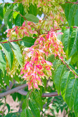 Red branches on a tree