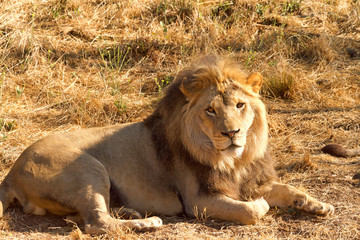 One young lion laying in brown grass and dirt on a hot sunny summer day looking slightly to viewers right.