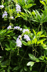 ジュランタ・レペンス