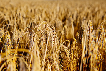 Landwirtschaft , Gerstenernte beginnt früher als gewöhnlich