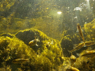 Fototapeta na wymiar water, fish, underwater, river