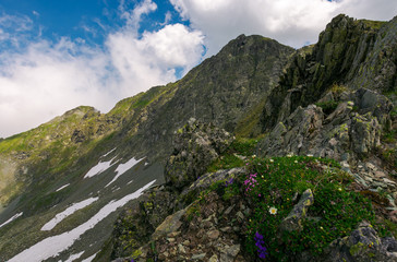 grass and some purple flowers on a rocky cliffs of Fagaras mountains in Romania. beautiful summer weather with clouds on a blue sky