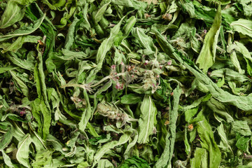 Motherwort. Dry herbs. Herbal medicine, phytotherapy medicinal herbs.