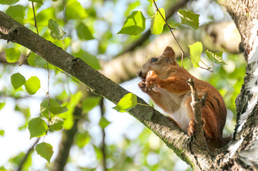 Squirrel sits on birch branch in profile and nibbles. Moscow, Russia.
