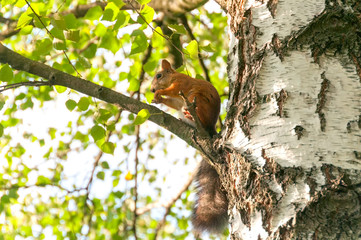 Squirrel sits on birch tree in profile. Moscow, Russia.

