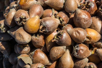 Freshly picked up medlar fruit species mespilus germanica