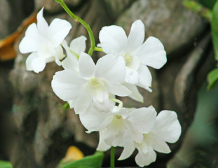 White orchid dendrobium flower blooming with water drops hanging on tree in garden background
