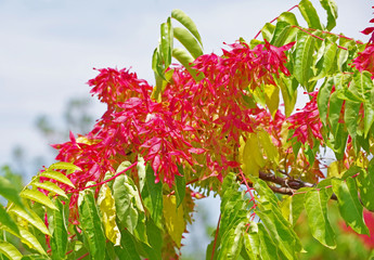 Red branches on a tree