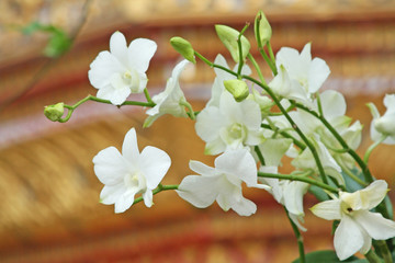 White orchid dendrobium flower blooming with water drops in garden background