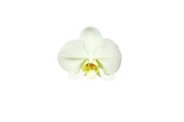  White orchid vanda  blooming isolated on white background	