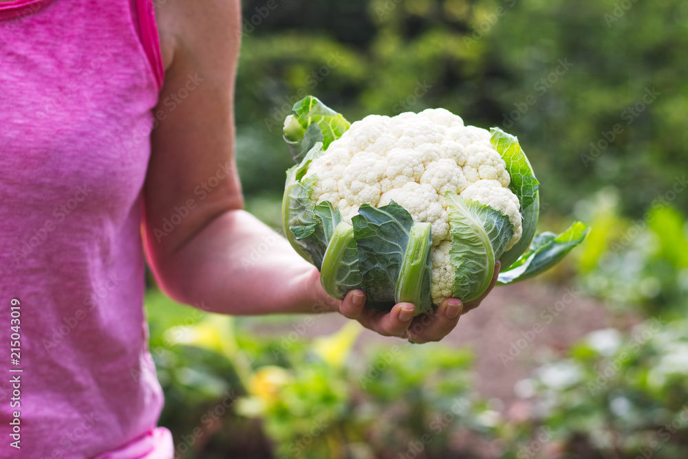 Sticker woman holding a freshly harvested cauliflower in her organic garden