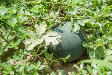 fresh organic watermelon