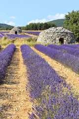 Old borie and lavender field in Provence, south of France