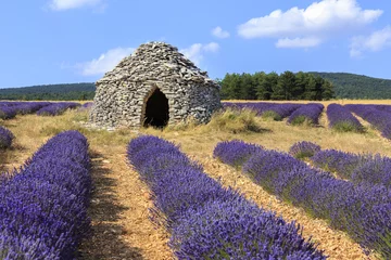 Zelfklevend Fotobehang Old borie and lavender field in Provence, south of France © jefwod