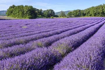 Plakat Lavender field in Provence France