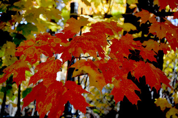This Little bunch of Canadian Maple leaves is proudly displaying the bright crimson red fall foliage colour it is famous for. The yellowish orange splatters are amazing too.