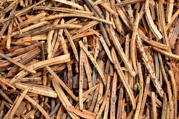 Texture of a dry forest needle - close-up, view from above