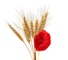 bunch of golden wheat ears with red poppy  on white isolated background