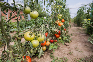 fresh organic tomatoes non GMO