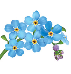 Naklejka na ściany i meble Bunch of blue forget me not flowers with leaves isolated on white background. Vector illustration