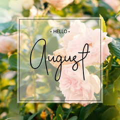 Naklejka premium Hello august greeting card with roses flowers.