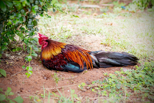 Rooster sleep in the garden on a farm