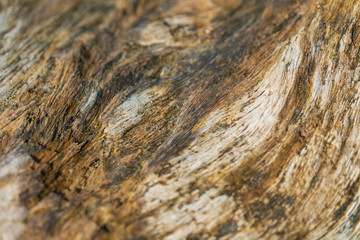 Beach Drift Wood Grain