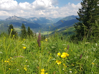 Blumenwiese im Allg&auml;u