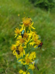 Blume mit Käfern 