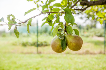  summer fruit pears in garden