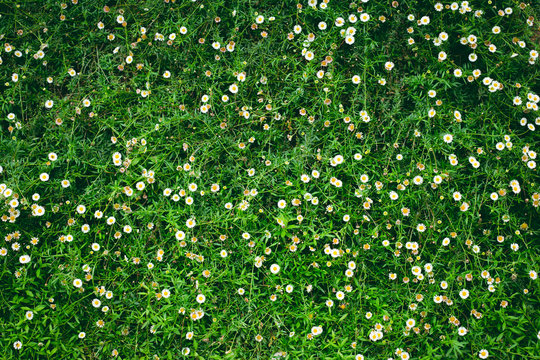 green of nature