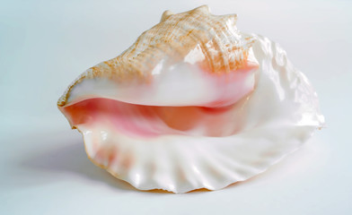 shell