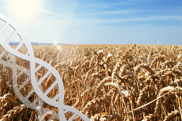 gene editing, dna helix at wheat field