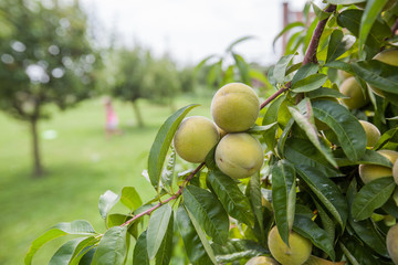 peach fruit on tree